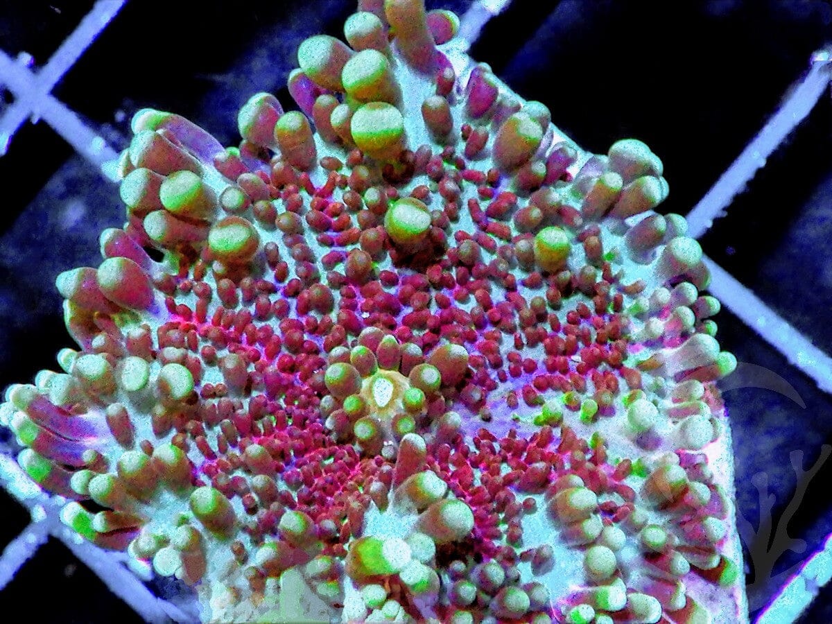 Purple Ricordea yuma