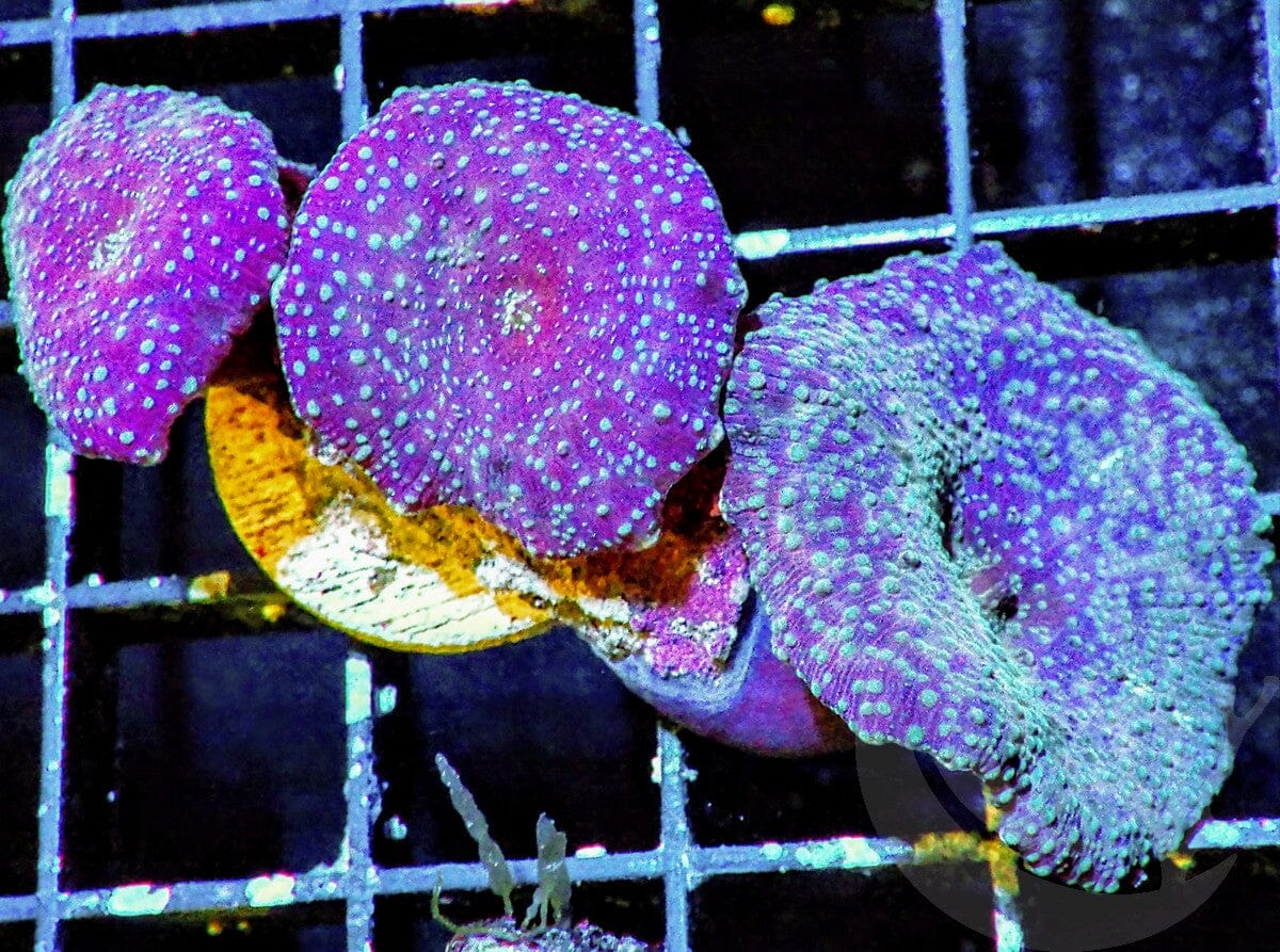 Blue Spot Discosoma Mushrooms