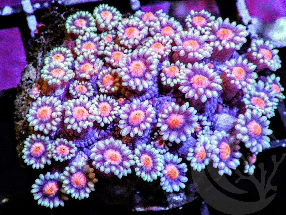 Red-Teal Goniopora