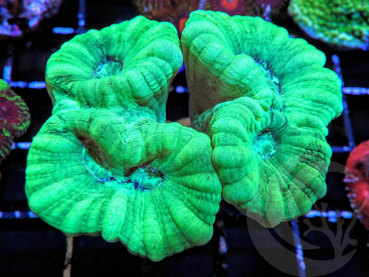 Kryptonite Caulastrea