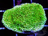 Green Polyp Plating Montipora