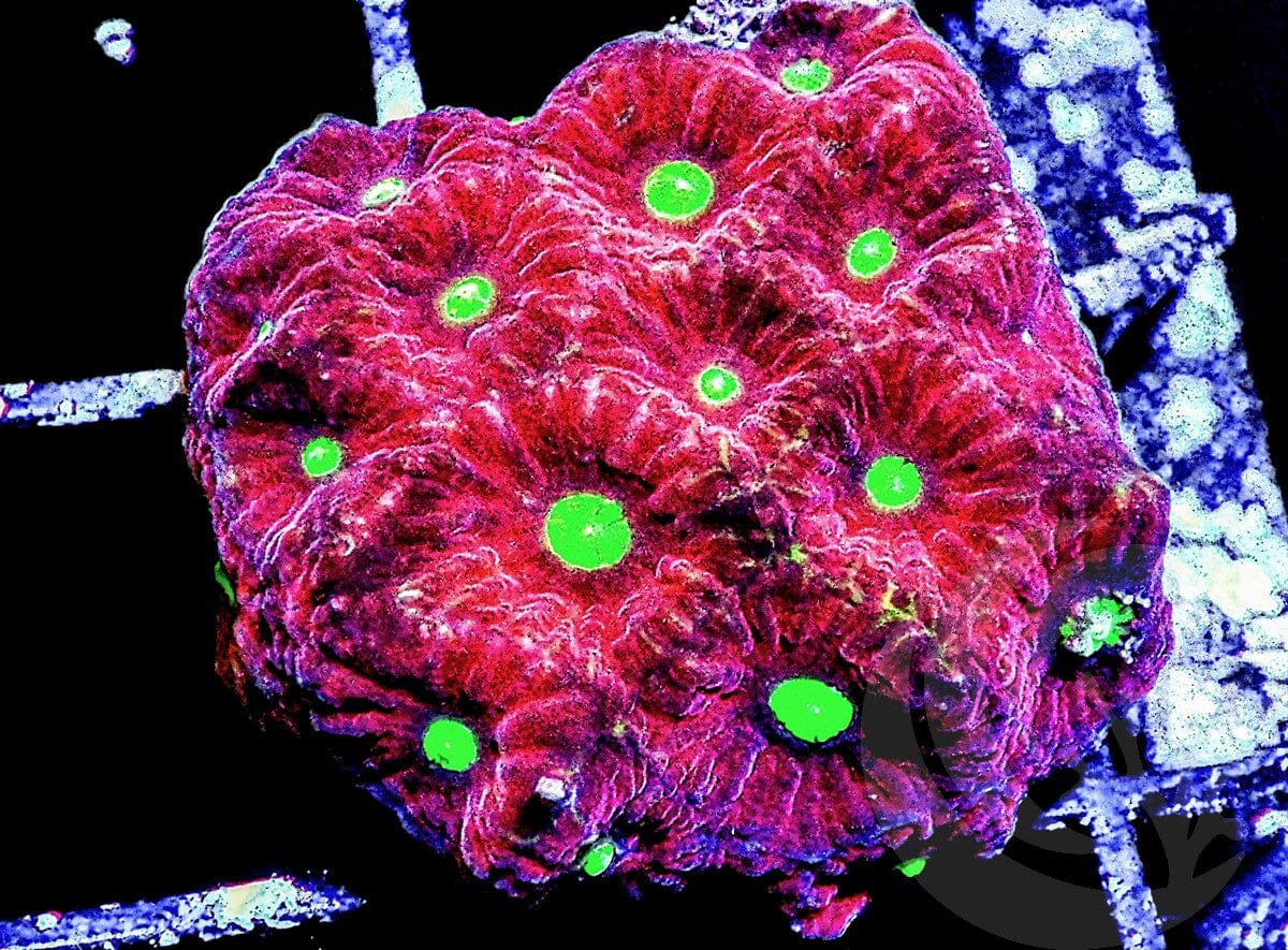 Christmas War Coral Favites