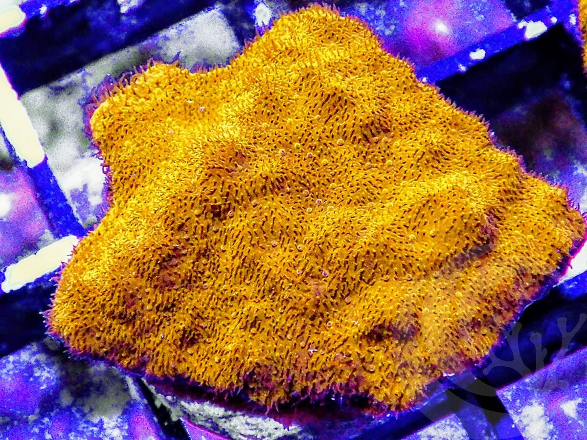 Pumpkin Pie Psammacora