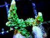 Green Branching Montipora
