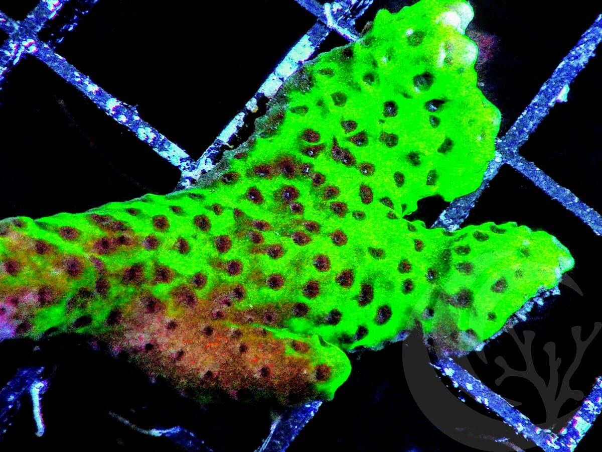 Neon Branching Anacropora