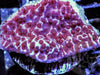 Purple Plating Montipora