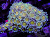 Lemon Goniopora