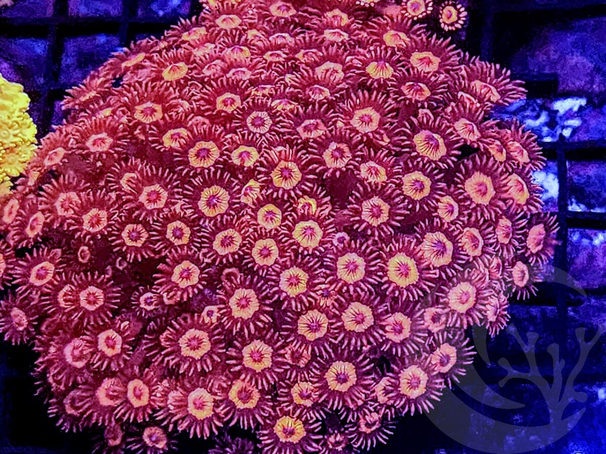 Deep Red Goniopora