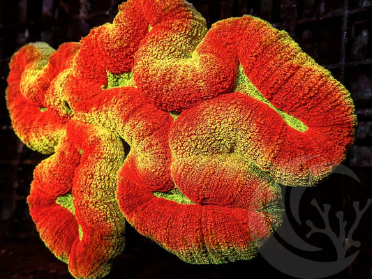 Amazing Yellow-Red Lobophyllia