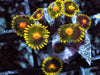 Honeycomb Zoanthids