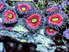 Pink Zonker Zoanthids