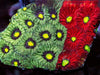 Bipolar War Coral Favites