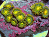 Key Lime Pie Zoanthids