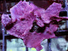 Photosynthetic Purple Sponge