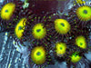 Lemon-Lime Zoanthids