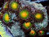 Orange Spot Zoanthids