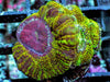 Ultra Acan lordhowensis