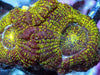 Ultra Acan lordhowensis