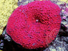 Red Measles Discosoma Mushroom