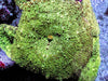 Green Measles Discosoma Mushroom