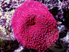 Red Measles Discosoma Mushroom