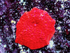 Firecracker Discosoma Mushroom