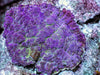 Blue-Purple Rhodactis Mushroom