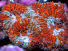 Burnt Orange Acan echinata