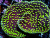 Neon Polyp Scrolling Turbinaria