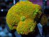 Orange Measles Discosoma Mushroom