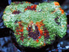 Orange Splashed Acan echinata