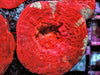 Red Acan bowerbanki 