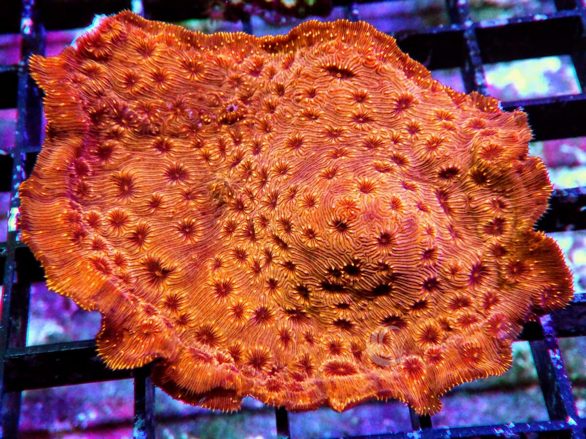 Metallic Orange Pavona maldivensis