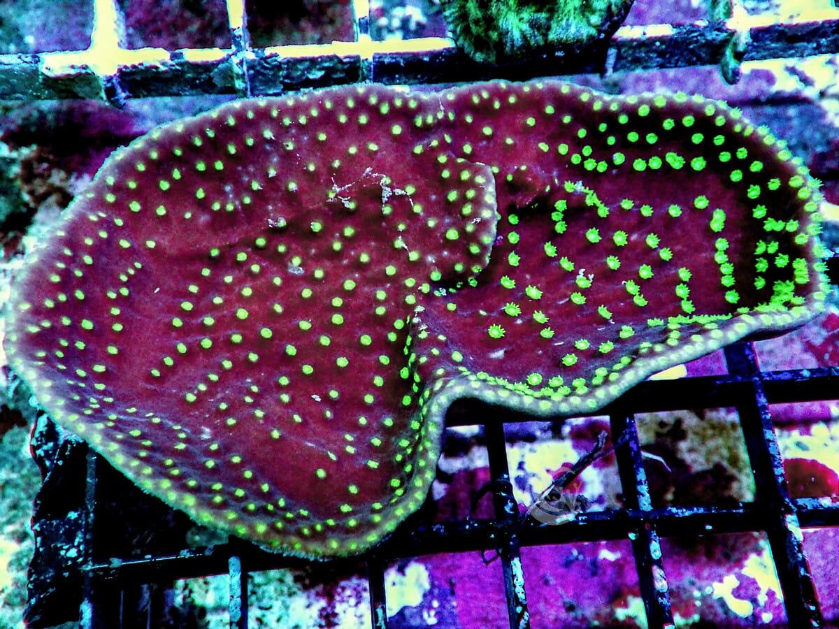 Neon Polyp Scrolling Turbinaria