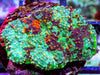 Utter Chaos Acan echinata