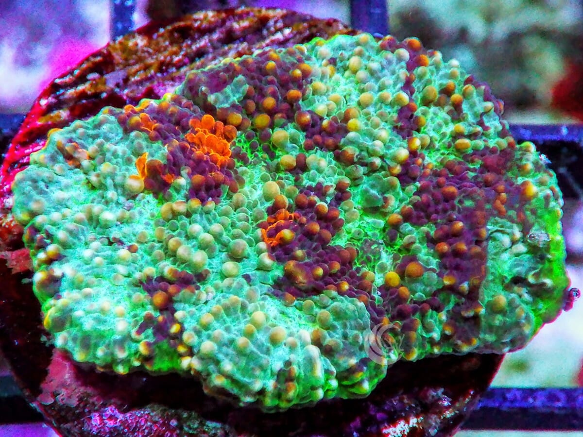 Utter Chaos Acan echinata