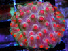 Red Polyp Cyphastrea
