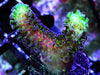 Purple Polyp Stylophora