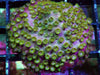 Lemon-Lime Polyp Cyphastrea