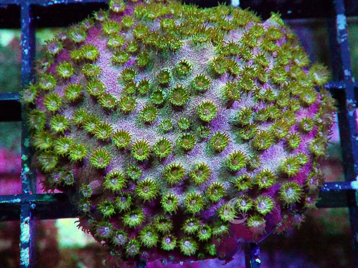 Lemon-Lime Polyp Cyphastrea