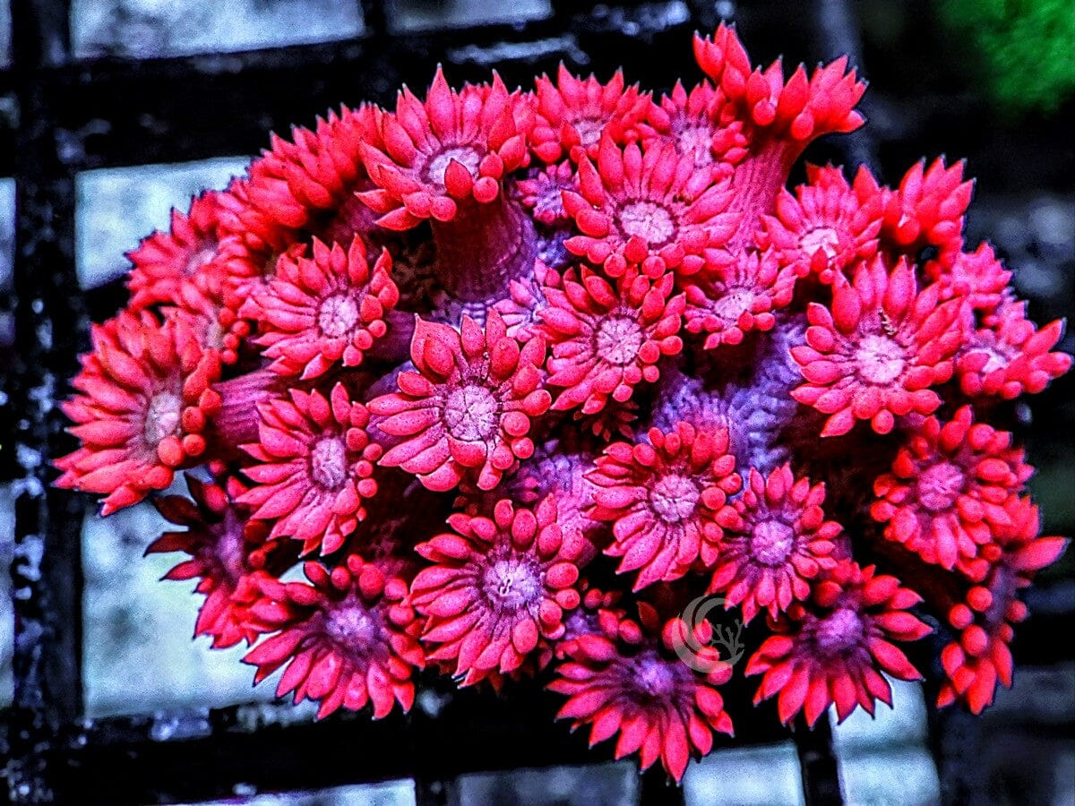 Super Red Goniopora