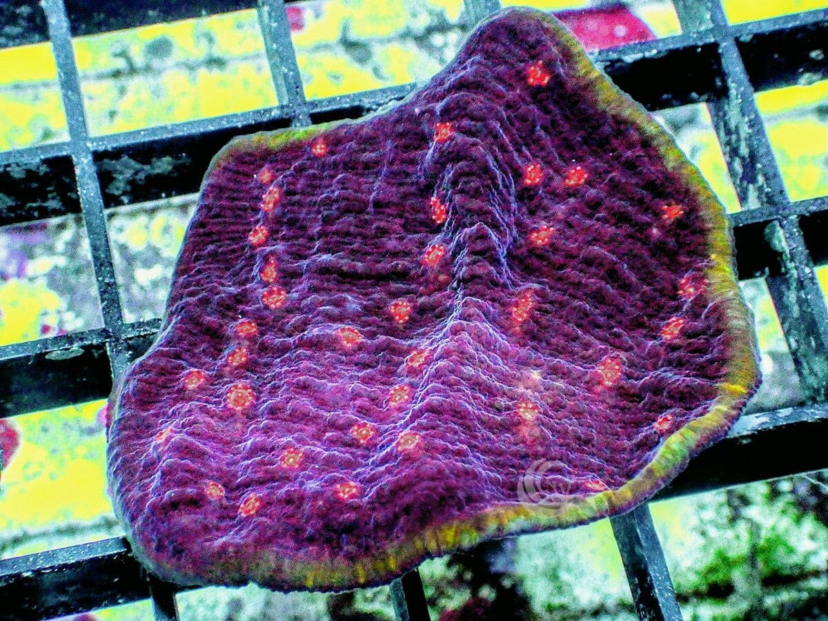 Plum Pudding Chalice