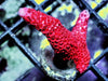 Orange-red Branching Montipora