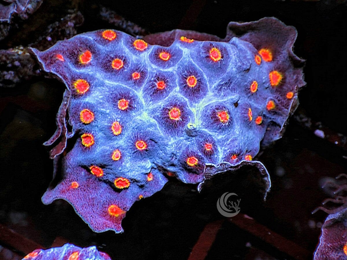 Starry Night Cyphastrea