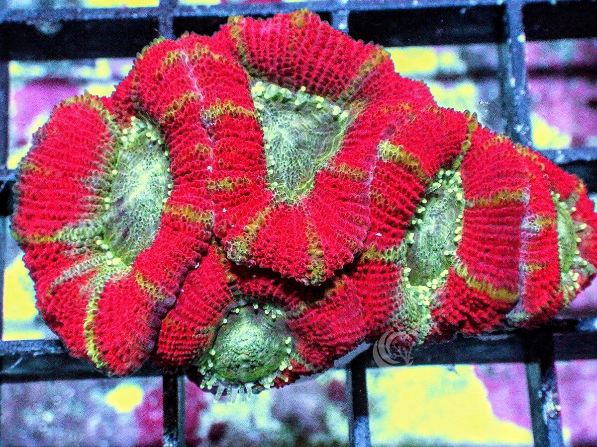 Ultra Acan lordhowensis