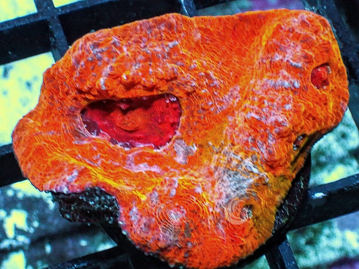 Frosted Bright Orange-red Chalice