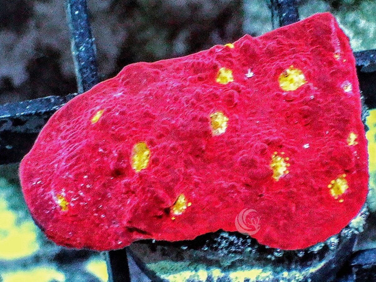 Yellow Belly Chalice