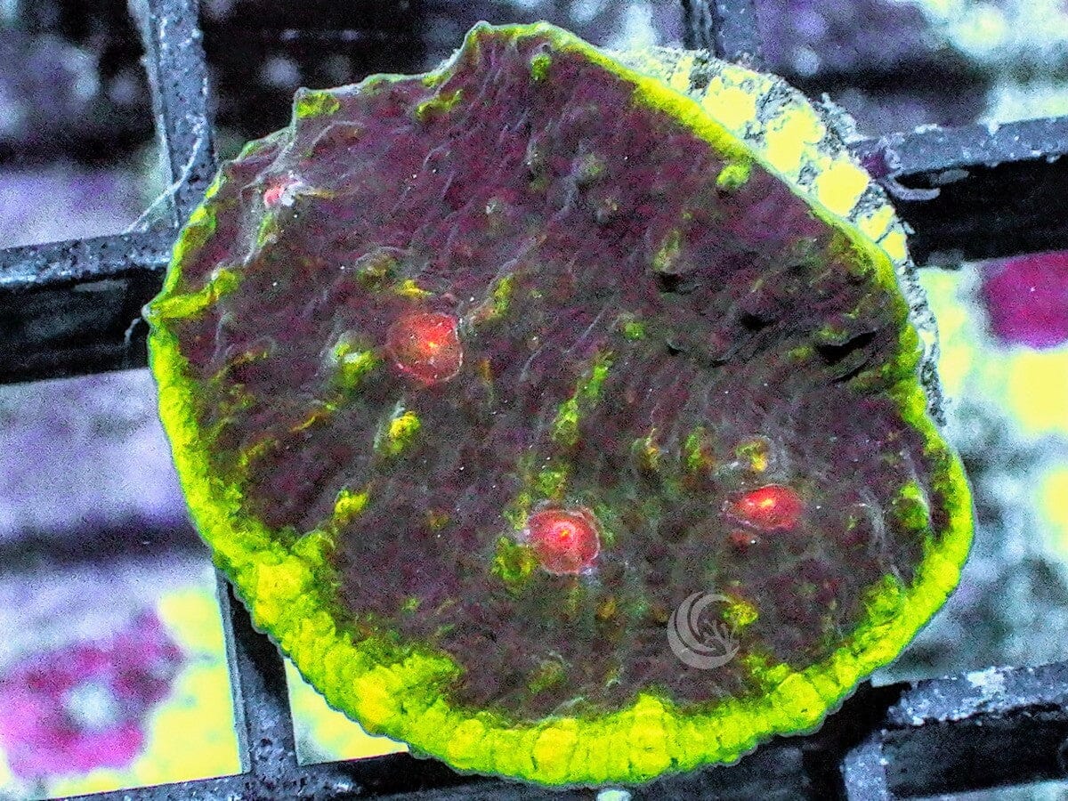 Lime rim Devil Eye Chalice