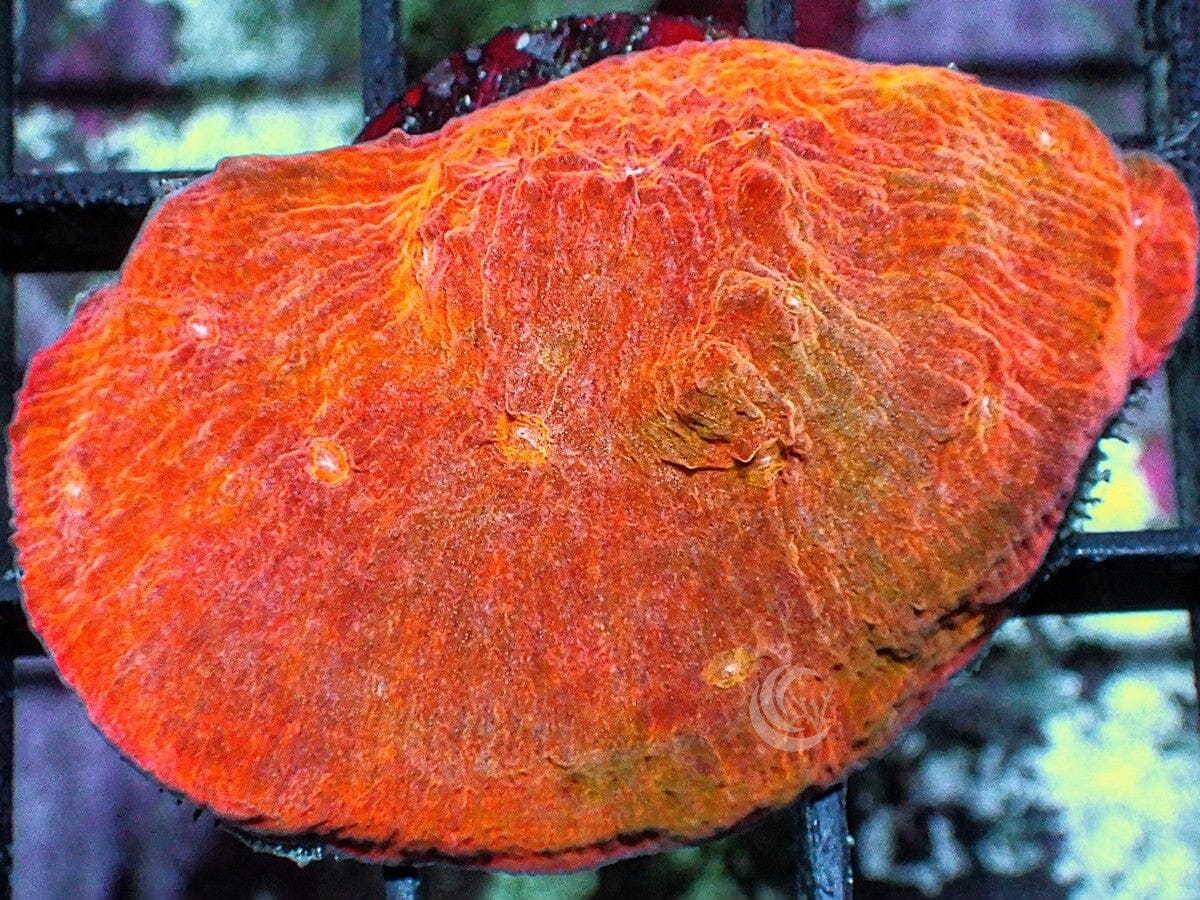 MultiColor Orange Chalice