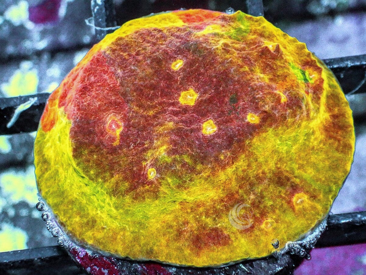 Melting Crayon Chalice